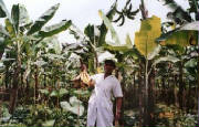 kebun_pisang.jpg